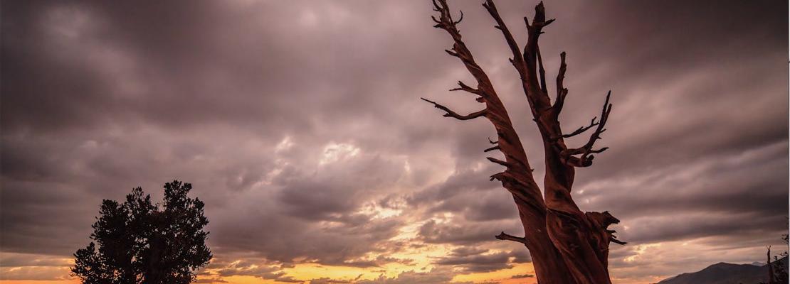 Un cortometraggio sull’evoluzione in natura