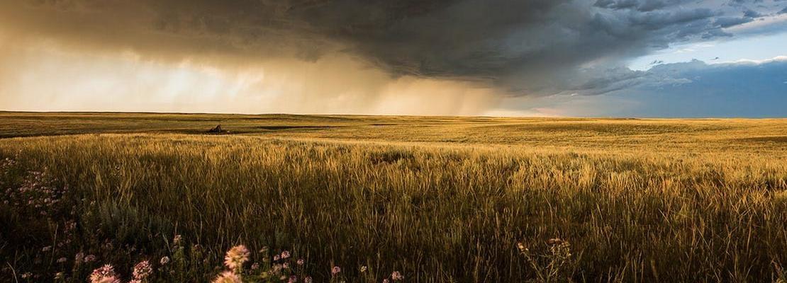 Immersi nella prateria nordamericana, sulle Grandi Pianure