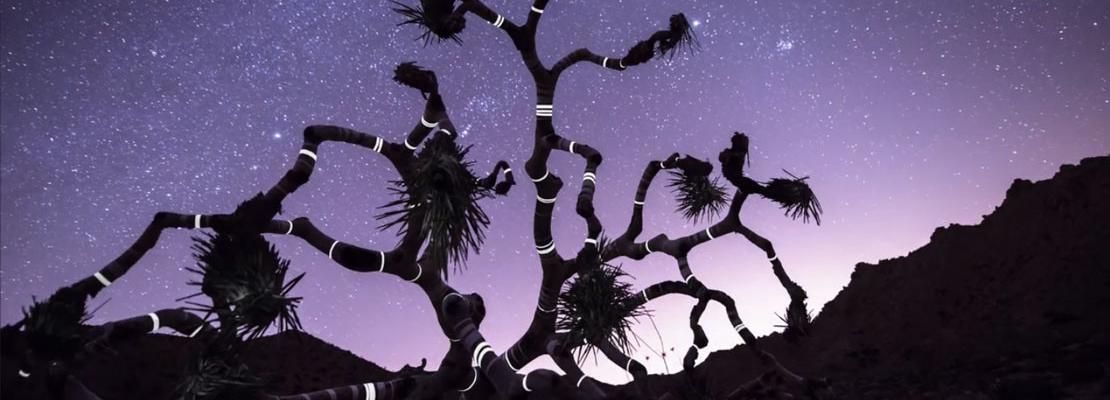 Luci creative su alberi morti che parlano