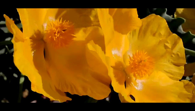 Tutorial | Come realizzare un time-lapse naturalistico
