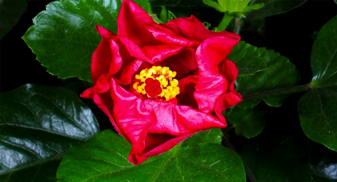 Flowers opening timelapse 02