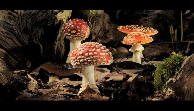 La crescita dei funghi velenosi ripresa in timelapse